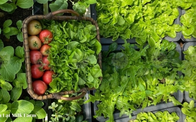 Trải nghiệm hái rau tươi tại farm Đà Lạt: Lịch trình & giá vé