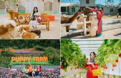 Tour Vũng Tàu Đà Lạt 3 ngày 2 đêm