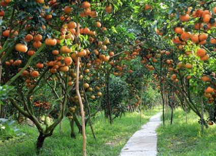 Tour Miền Tây 3 Ngày 2 Đêm Đi Từ Quảng Nam