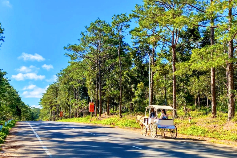 rừng thông Măng Đen