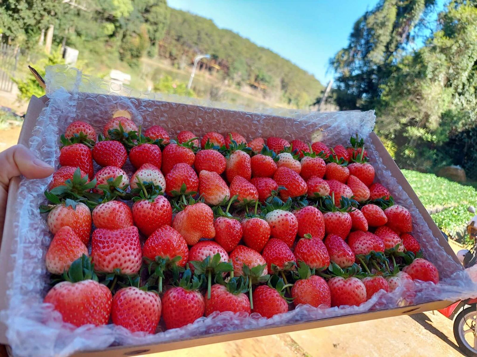 Vườn dâu tây Măng Đen