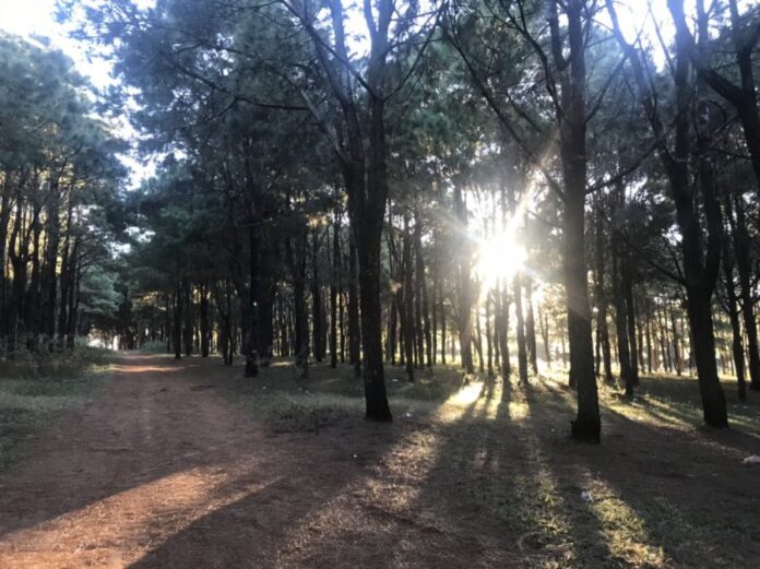 Đồi thông Ia Dêr