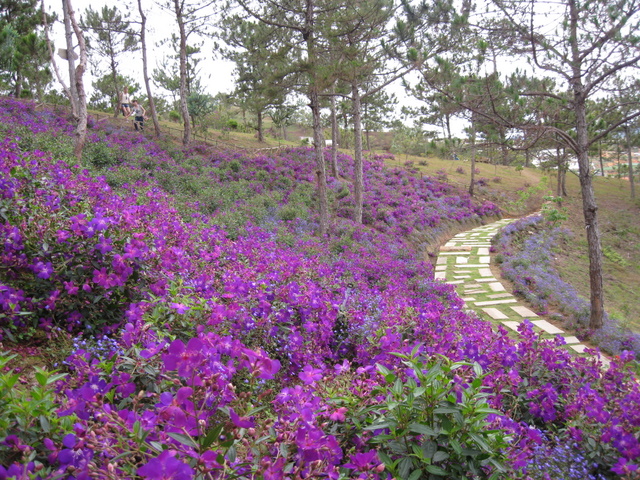 Mùa hoa sim tím Kon Tum