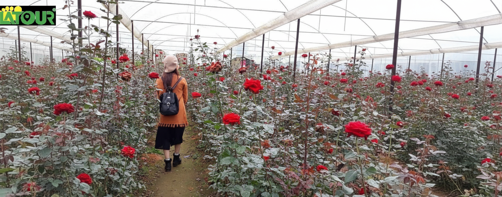 Vườn hoa hồng Đà Lạt Vườn hoa hồng Đà Lạt