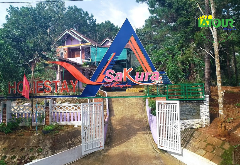 Sakura Homestay Măng Đen - Ngôi nhà nhỏ dưới tán thông xanh mát