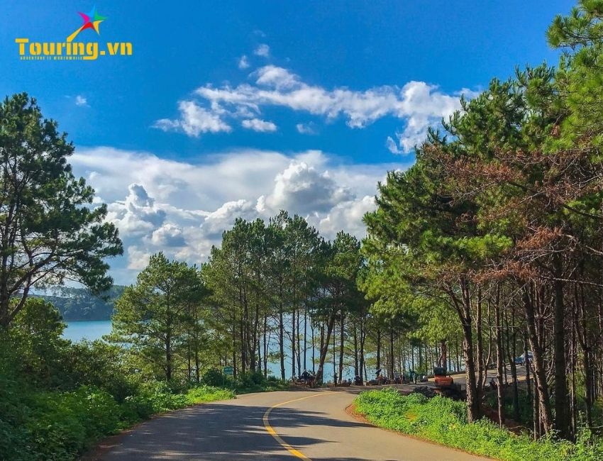 Rừng Thông Biển Hồ