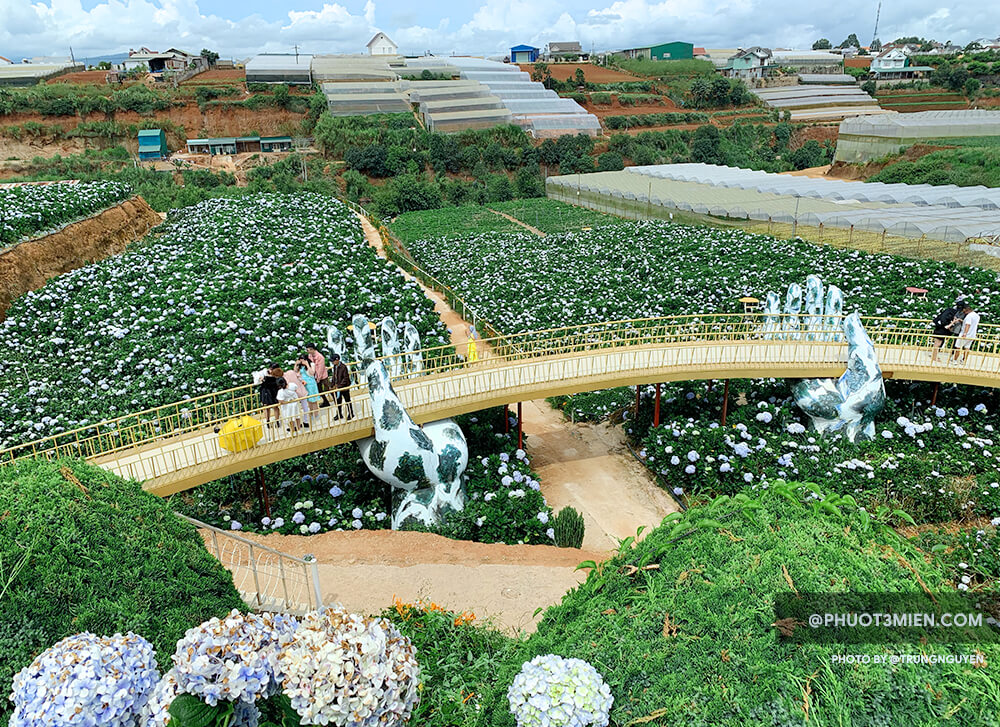 Cầu vàng tại Cánh đồng hoa cẩm tú cầu Trại Mát