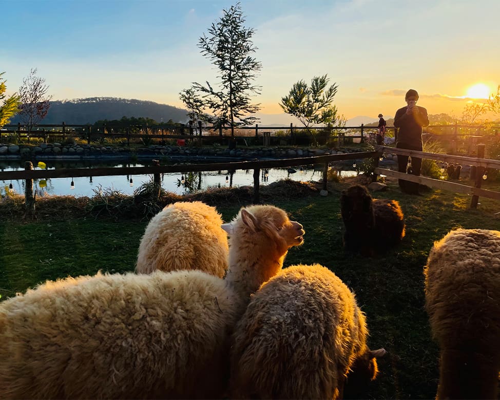 Chika Farm Đà Lạt