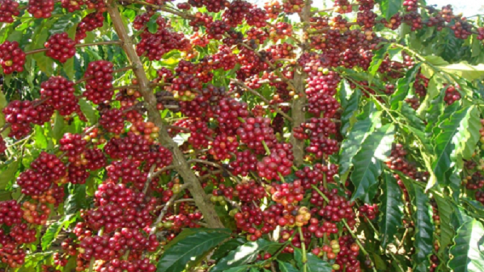cà phê Đắk Lắk