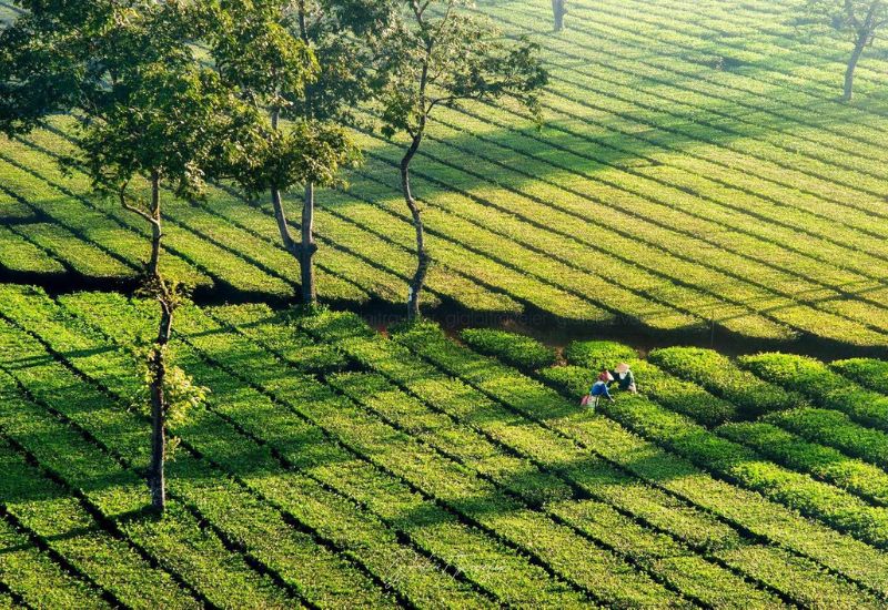 Đồi chè Biển Hồ 