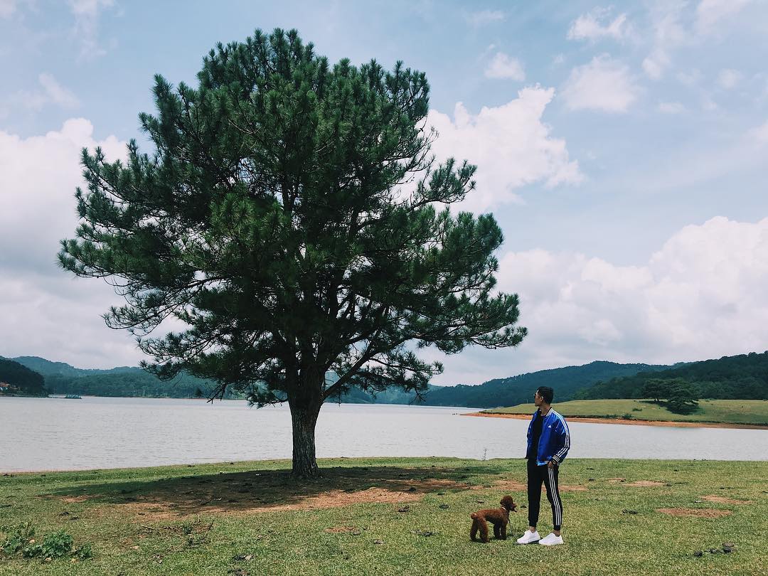 Cây thông cô đơn Đà Lạt