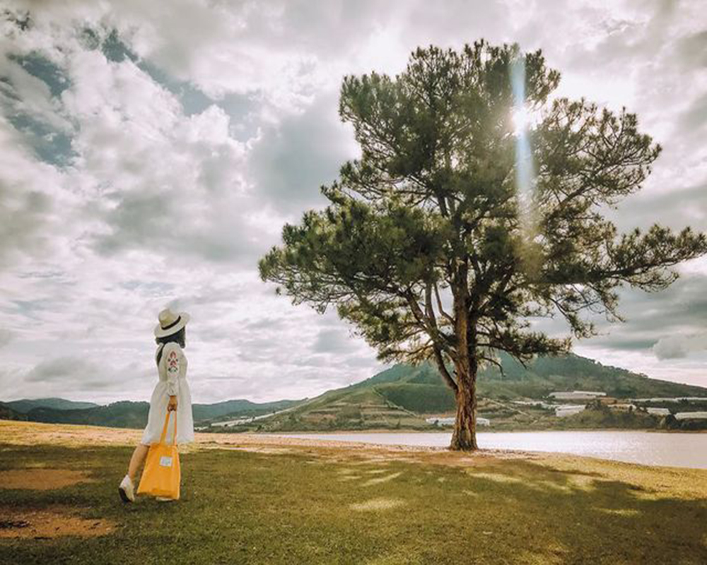 Cây thông cô đơn Đà Lạt