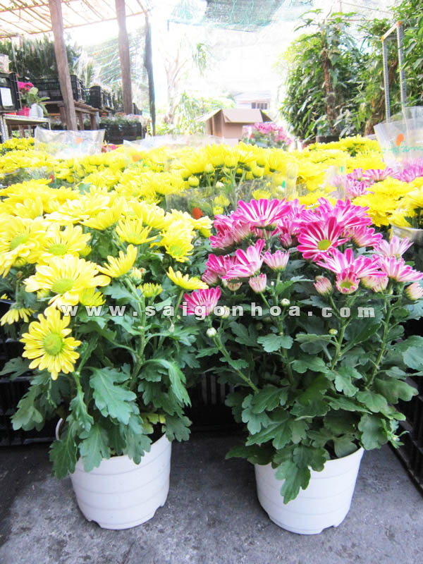 * Vườn hoa Đà Lạt Tết * Vườn hoa Đà Lạt Tết