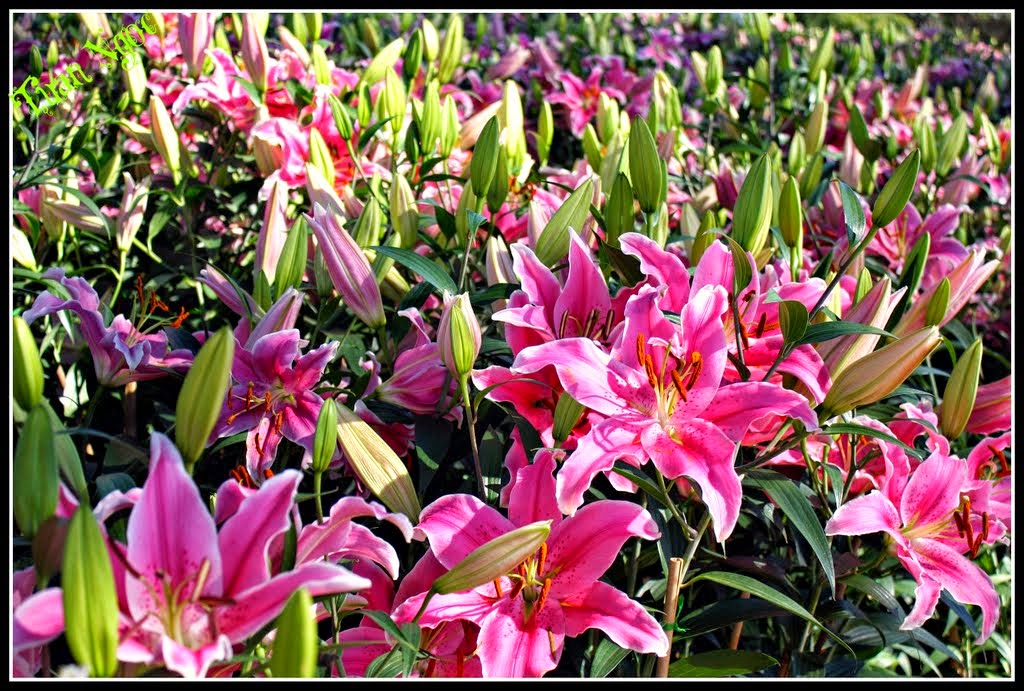 Đà Lạt Tết Nguyên Đán Đà Lạt Tết Nguyên Đán