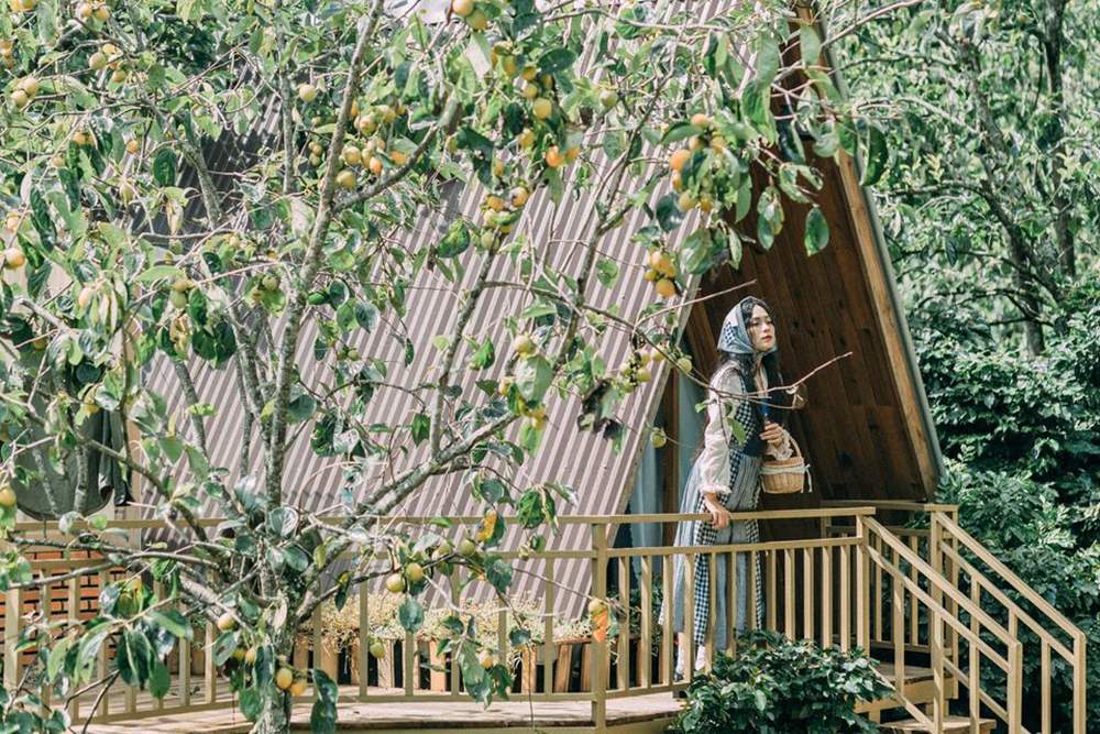 Vườn hồng Mộc Trà Farm 