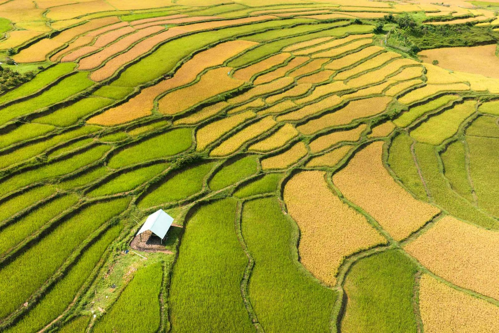 mùa lúa chín Kon Tum