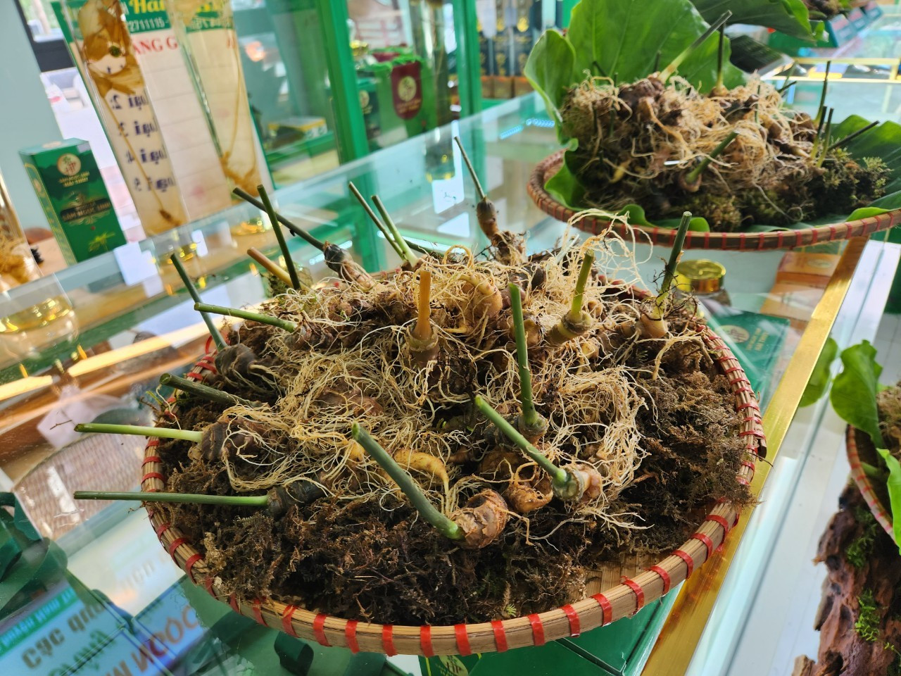 thủ phủ sâm Ngọc Linh