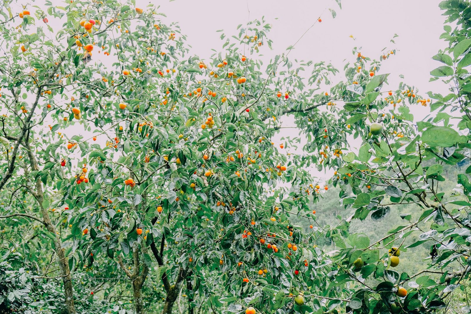 Vườn hồng Thái Long