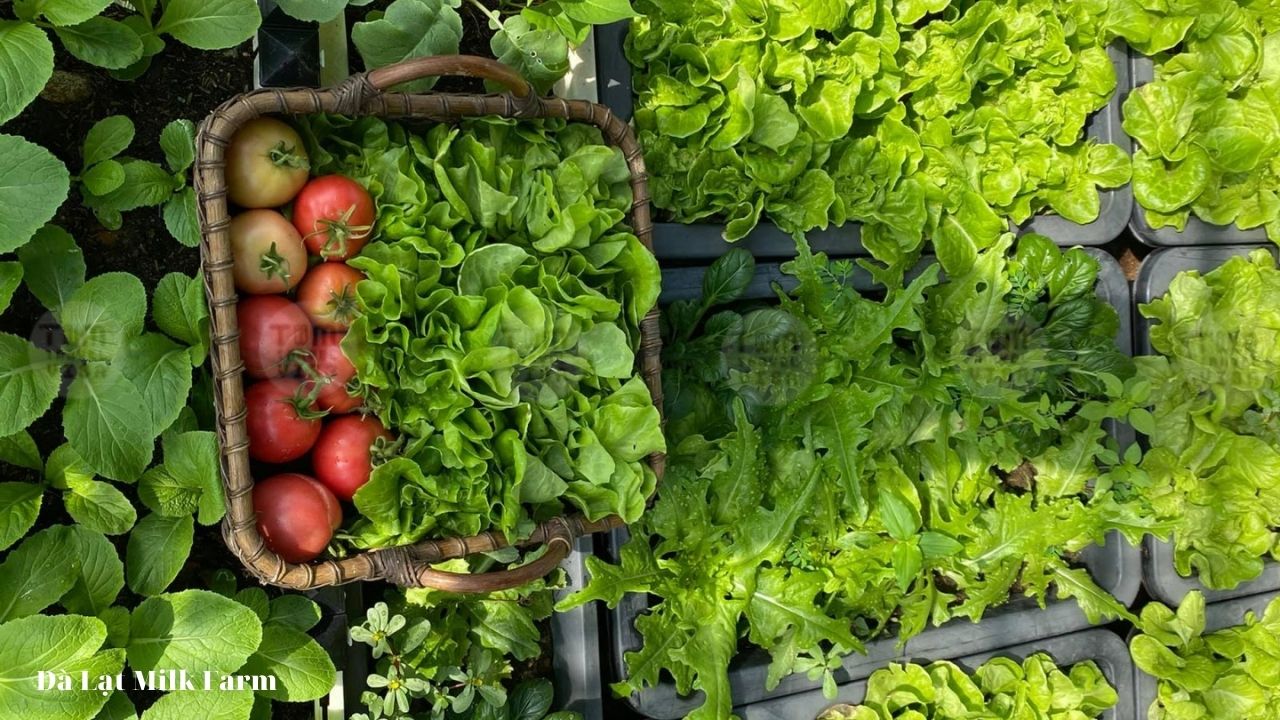 hái rau tại farm Đà Lạt