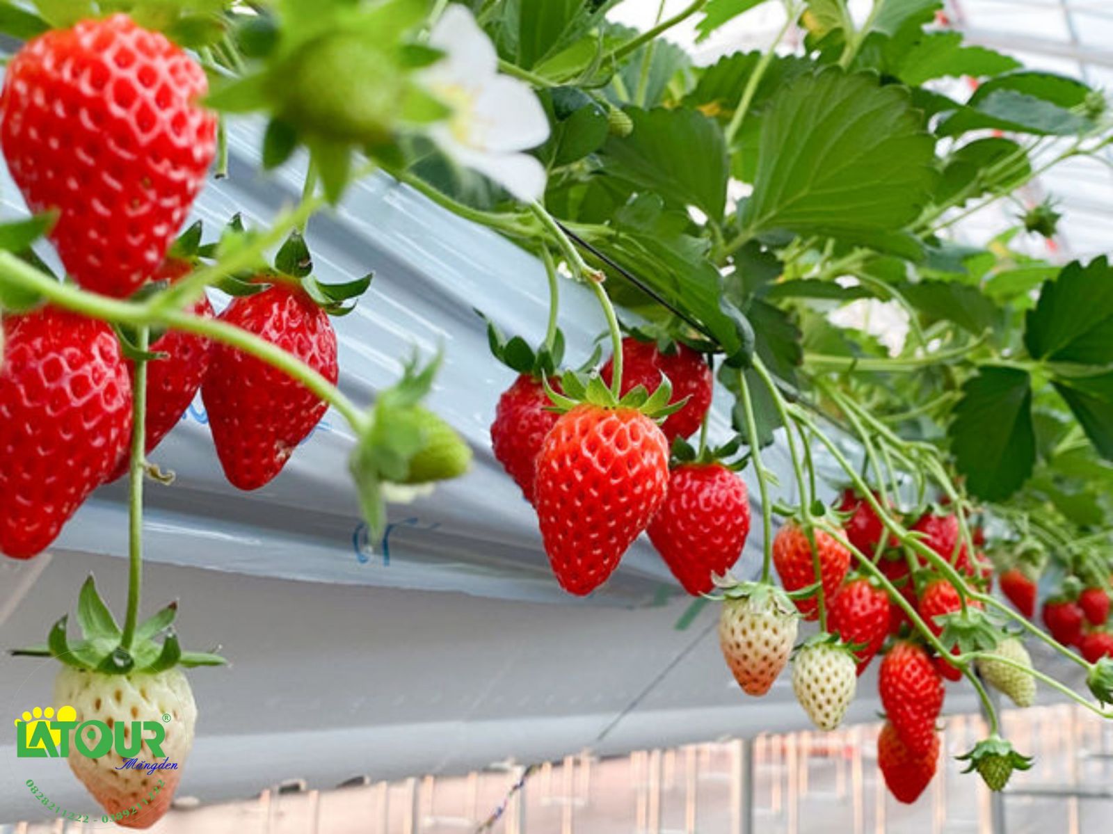 Vườn dâu tây Măng Đen