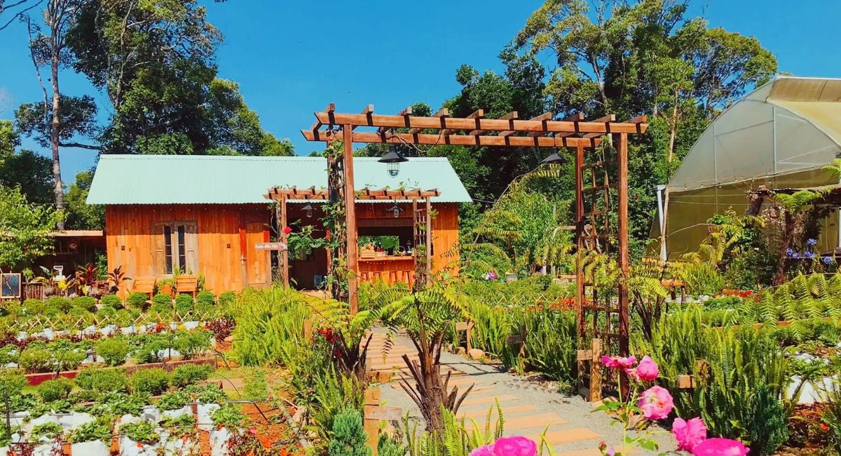 Vườn dâu tây Măng Đen