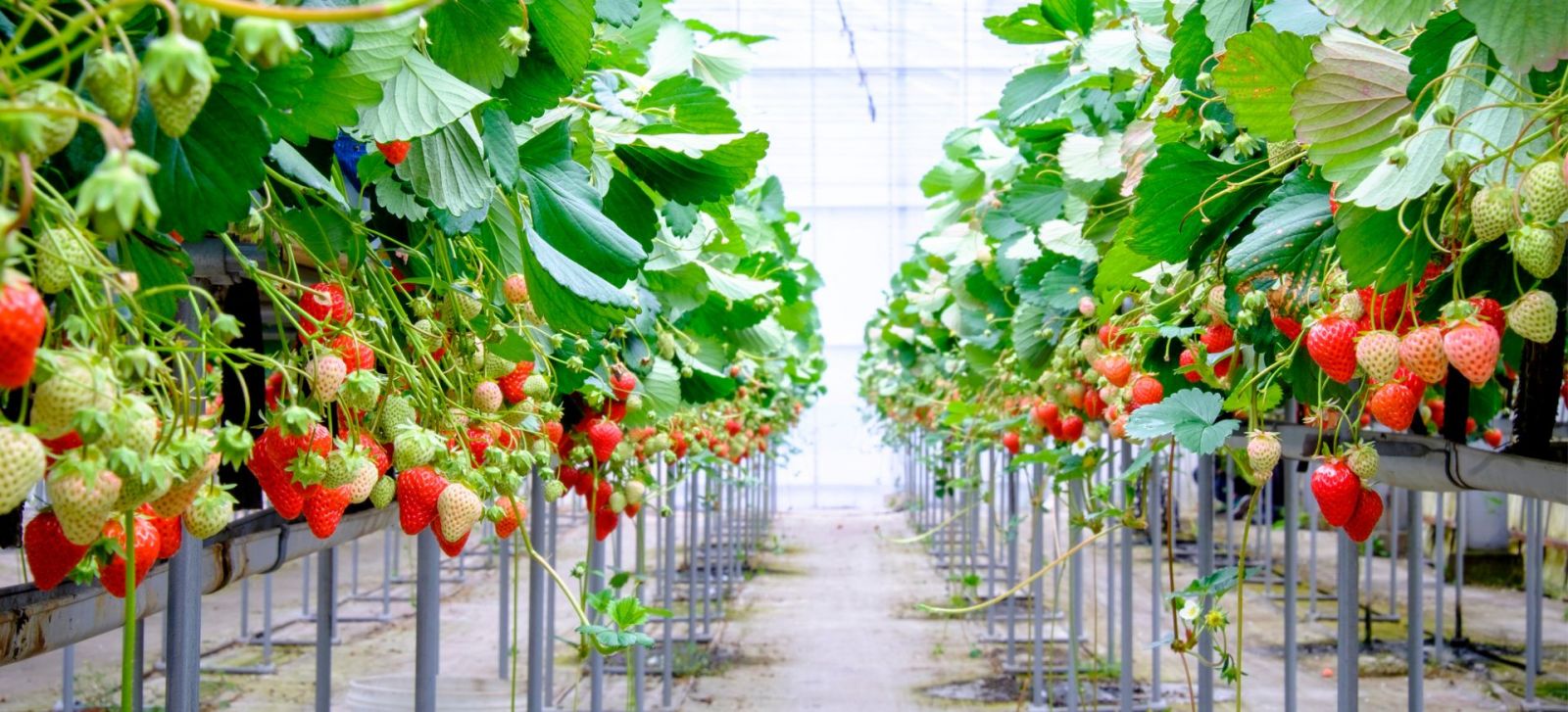 Vườn dâu tây Măng Đen