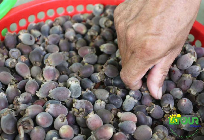 Rượu vang sim Măng Đen