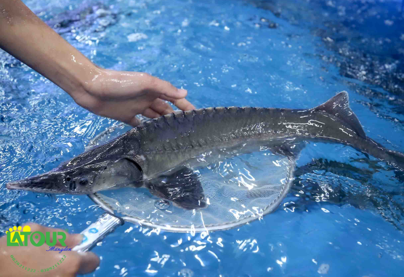 Nguồn gốc của cá tầm